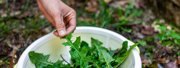 © iStock - Les feuilles de pissenlit peuvent agrémenter les salades. 