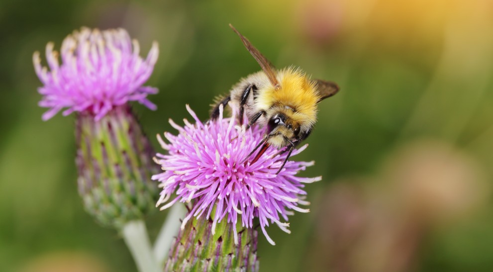 Pollens et abeilles: une longue histoire d'amour