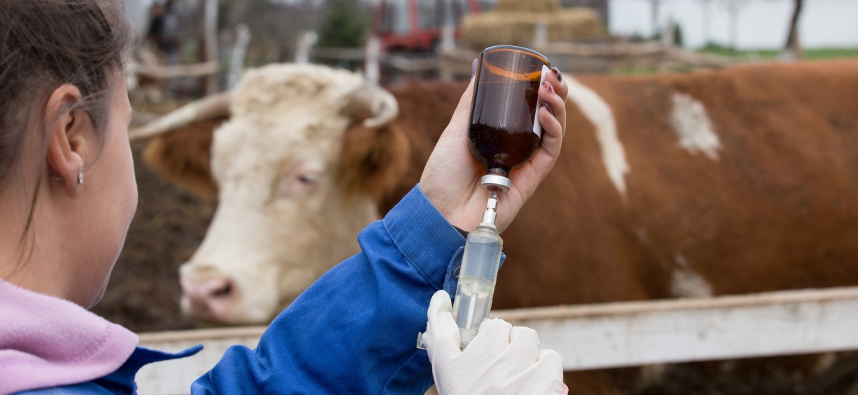 Dans le monde, la médecine vétérinaire consomme près de 100.000 tonnes d'antibiotiques chaque année. (c)AdobeStock